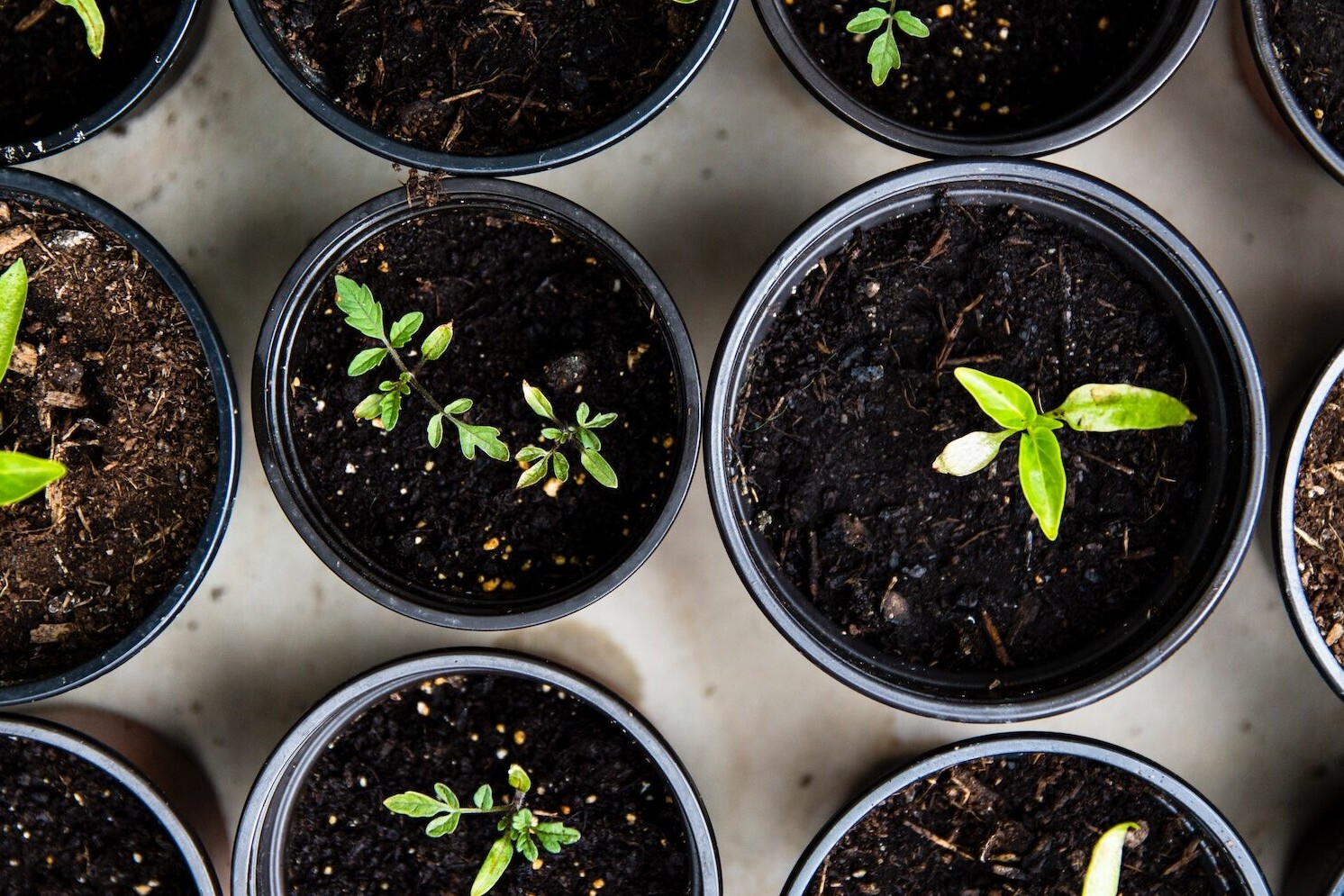 - True Organic - TrueOrganic.com