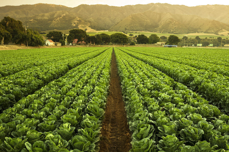 - True Organic - TrueOrganic.com