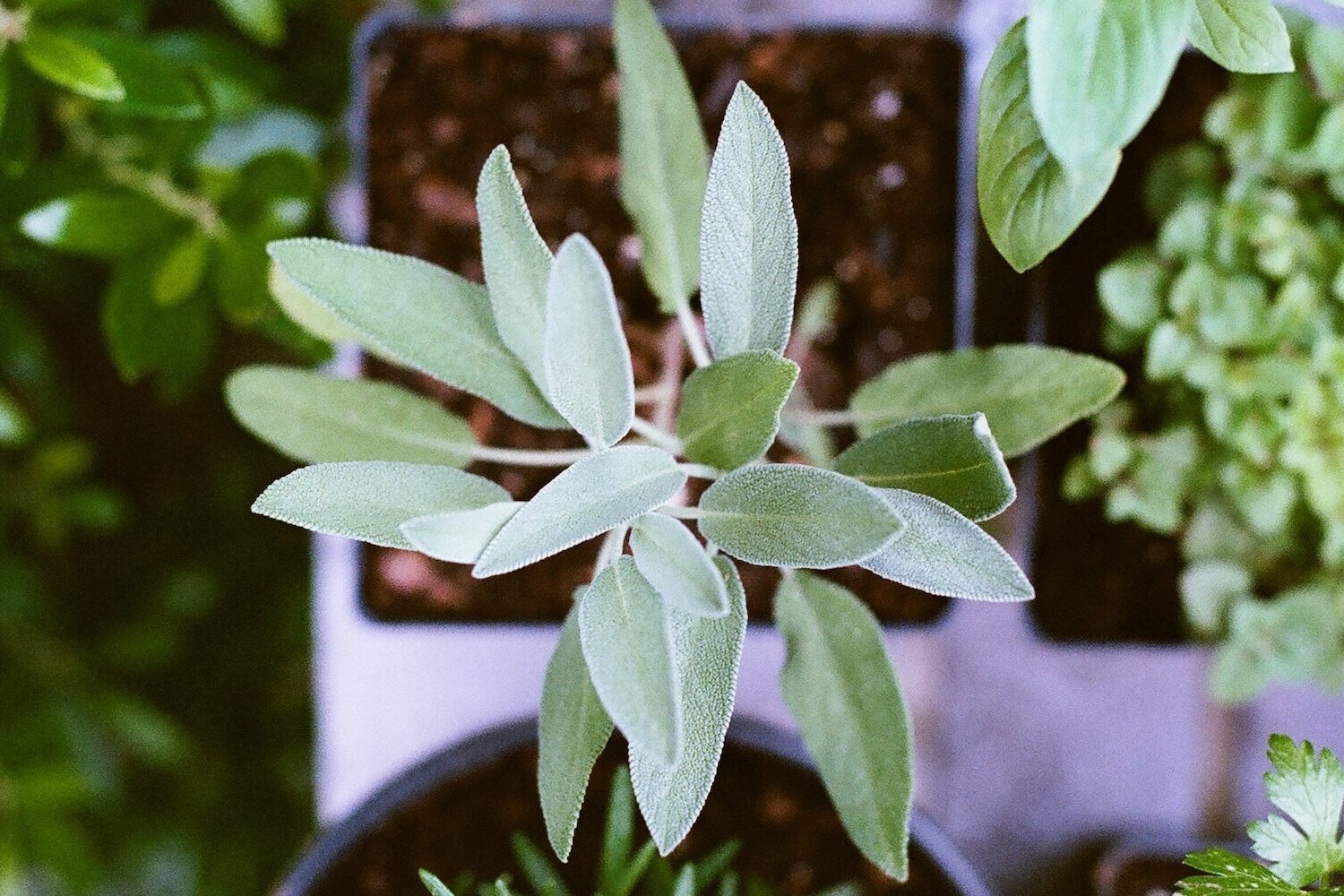 Growing herbs indoors