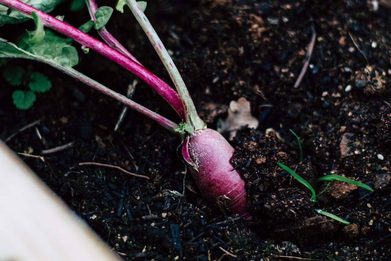 - True Organic - TrueOrganic.com