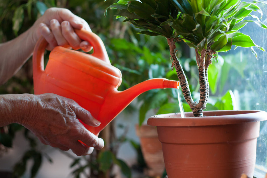 Liquid or Granular Plant Food? elderly woman watering flowers