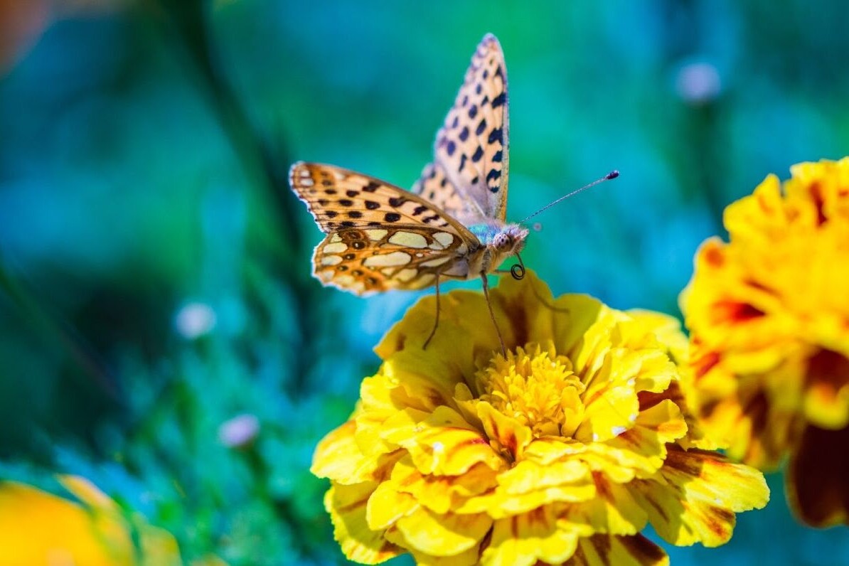 - True Organic - TrueOrganic.com