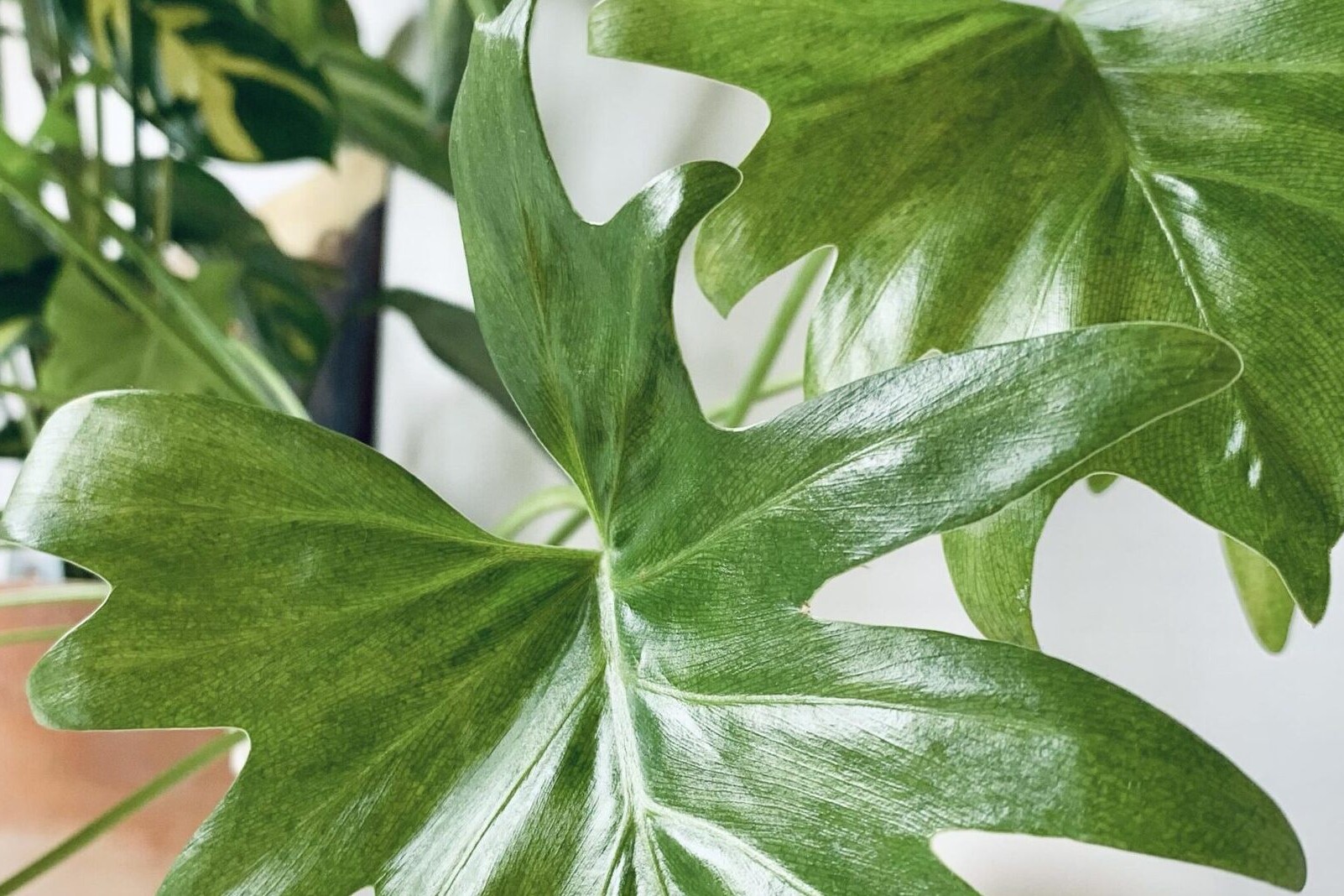 - True Organic - TrueOrganic.com