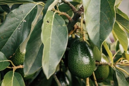 - True Organic - TrueOrganic.com