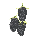 blackberries icon graphic