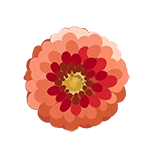 dahlia flower icon graphic