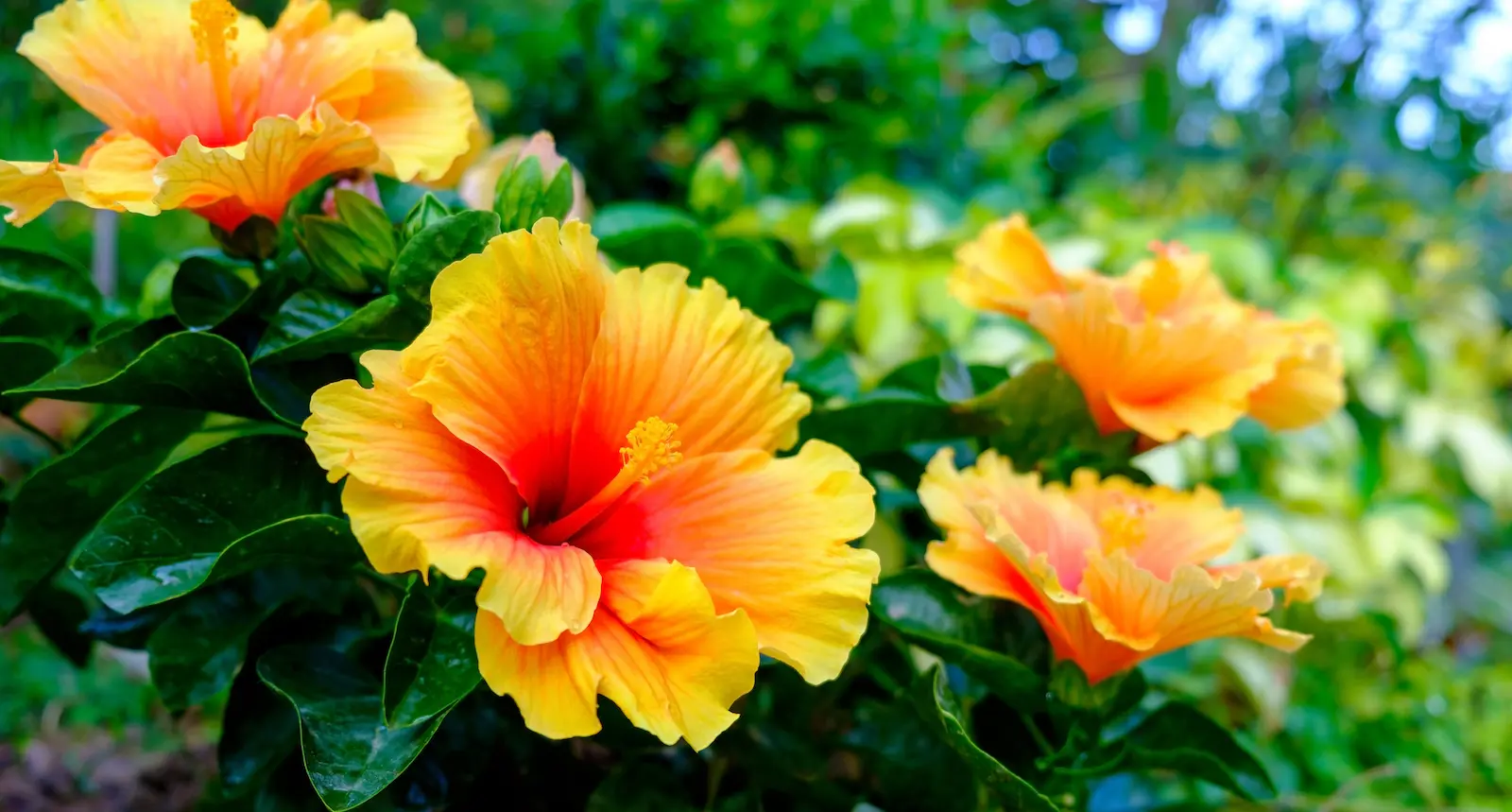 flowers in a garden