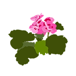 geranium icon graphic