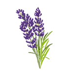 lavender icon graphic