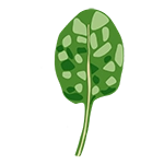 spinach icon graphic