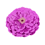 zinnia flower icon graphic