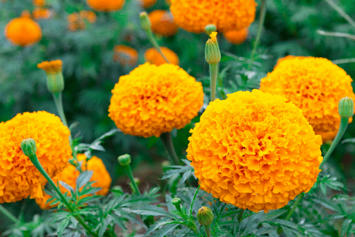 annuals and perennials blog