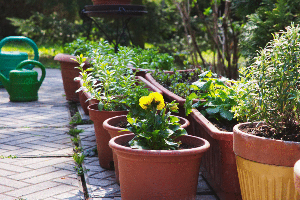 container gardening 101