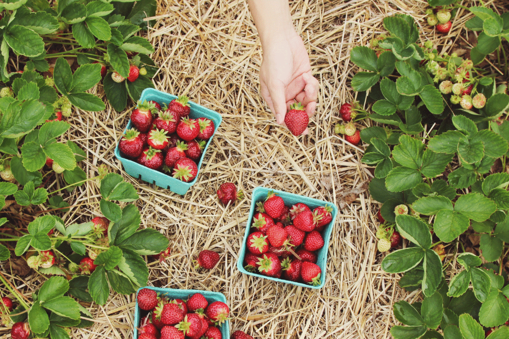 - True Organic - TrueOrganic.com