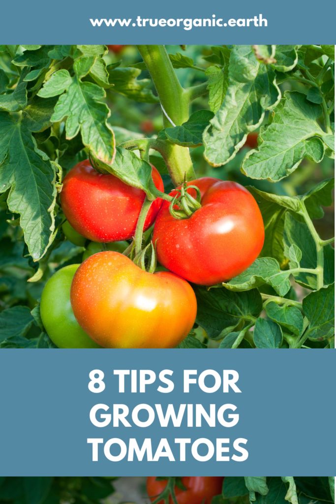 8 tips for growing tomatoes