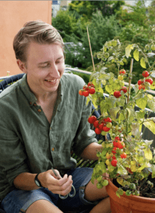 man pruning tomato plant