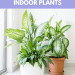 health benefits of indoor plants
