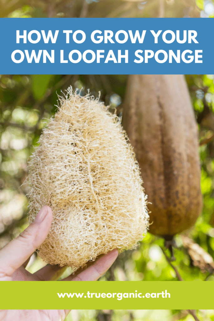 blog loofah sponge