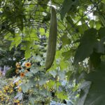 Loofah hanging from a trellis