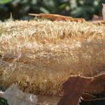 Dry luffa can also be used for bathing