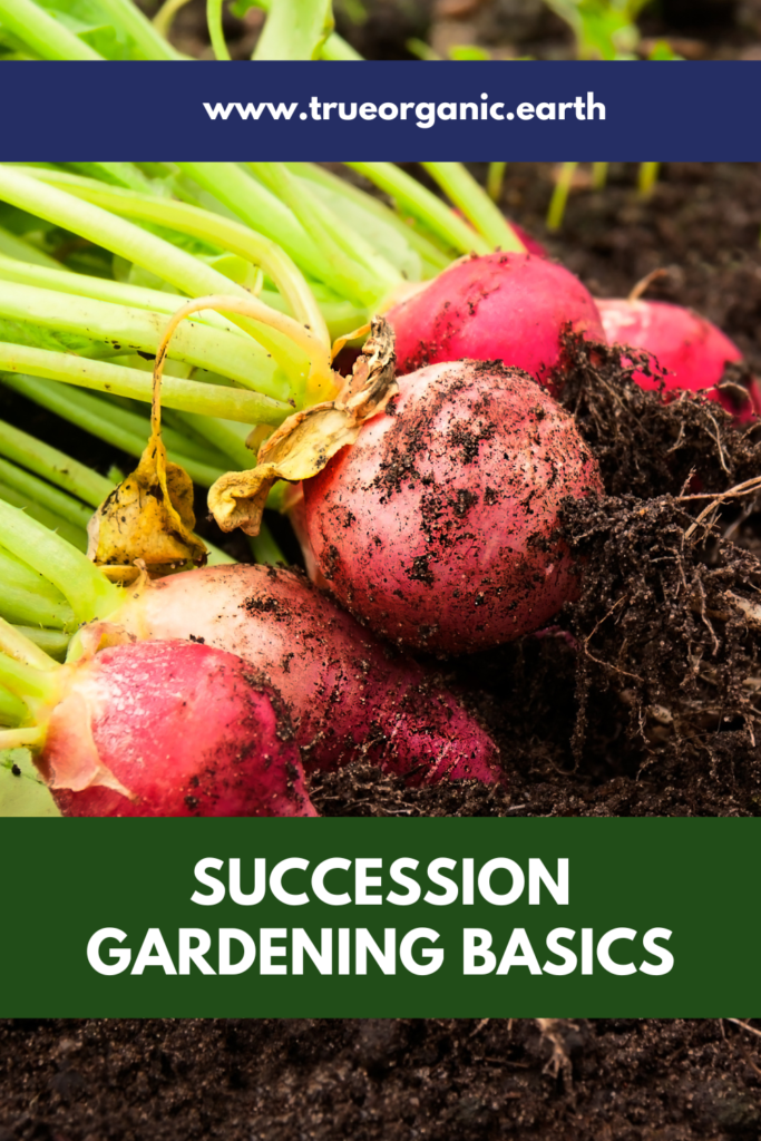 succession gardening 