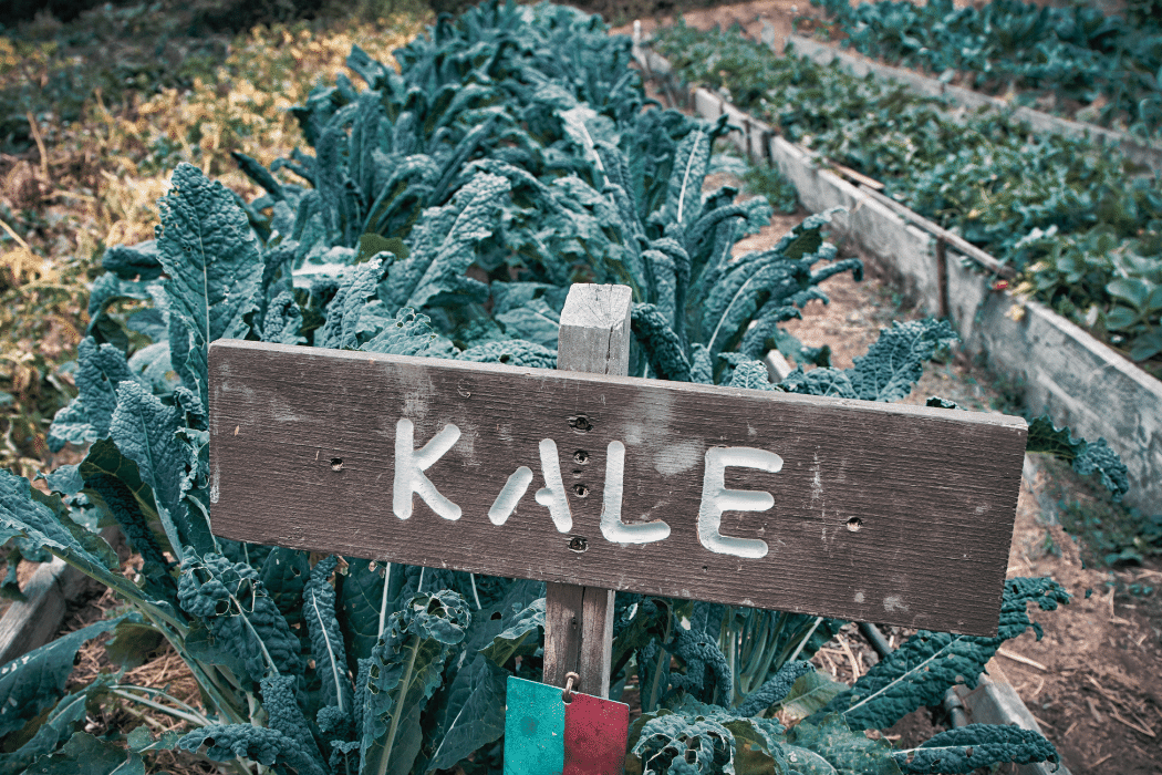 how to use blood meal