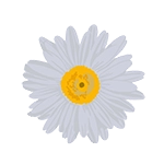 daisy icon graphic