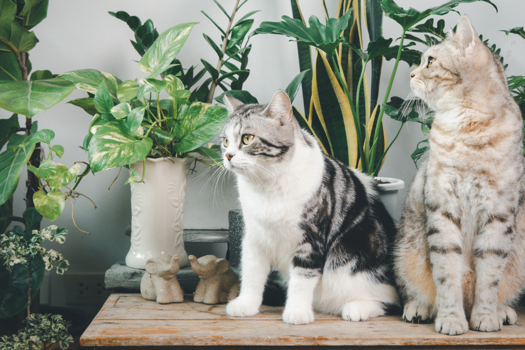 houseplants and cats