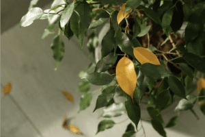 yellow wilting leaves