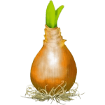bulbs icon
