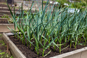 Garlic plants growing in a home vegetable garden