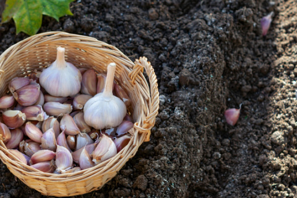 When to plant garlic: bulbs and cloves beside a prepared garden row