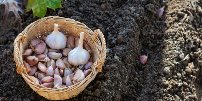 When to plant garlic: bulbs and cloves beside a prepared garden row